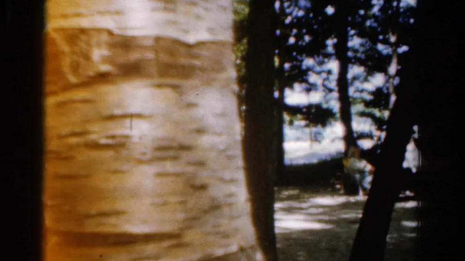 A pale tree trunk dominates the 1954 California home-movie frame, with shaded woodland and a distant person visible at right.