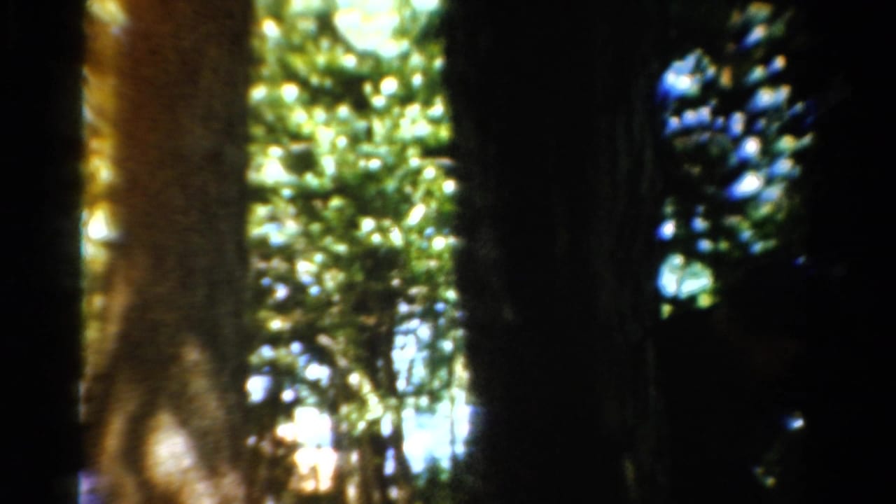 Dark tree trunks and bright green leaves fill the frame in a wooded area.