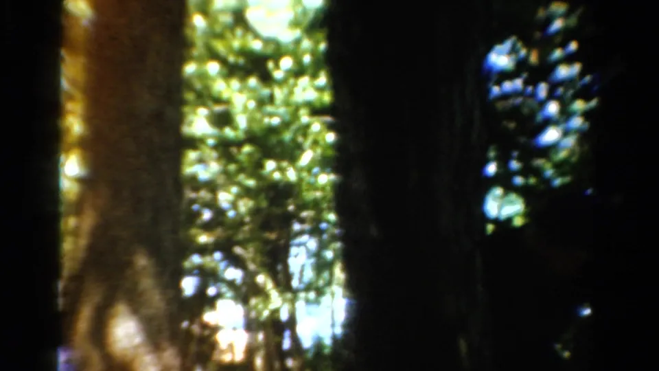 Handheld 1954 California 8mm view looking through dark tree trunks toward sunlit foliage in the woods.