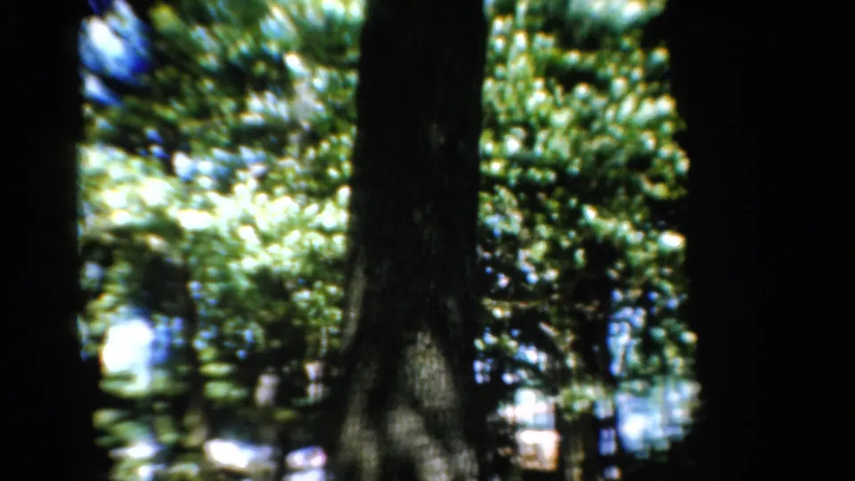 Soft 8mm frame of a wooded California setting, with trunks in shadow and bright leaves beyond the foreground.