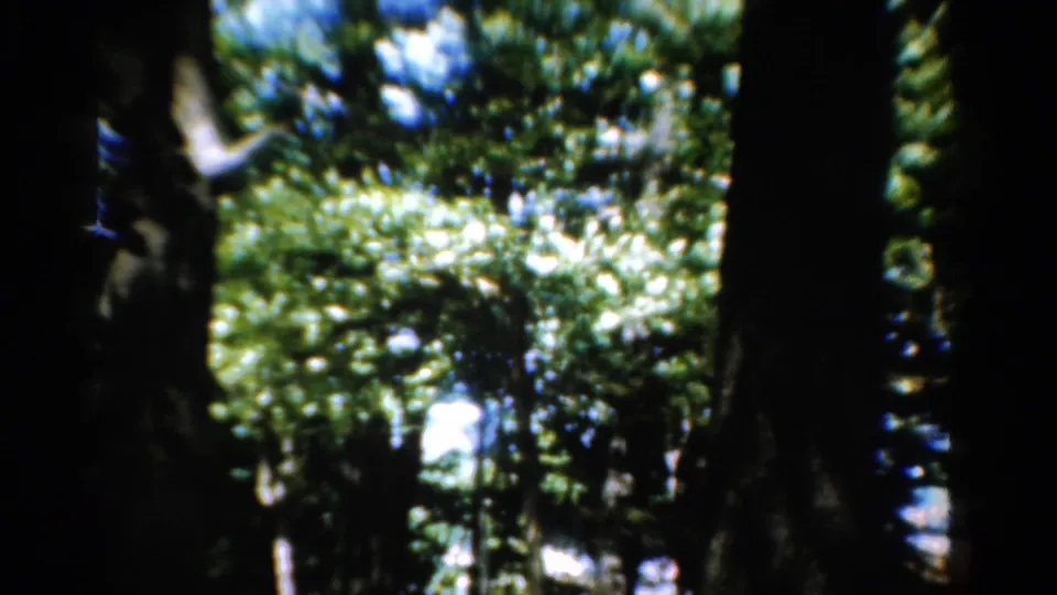 1954 California home-movie frame showing a handheld view of leafy canopy, dark trunks, and bright sky patches.