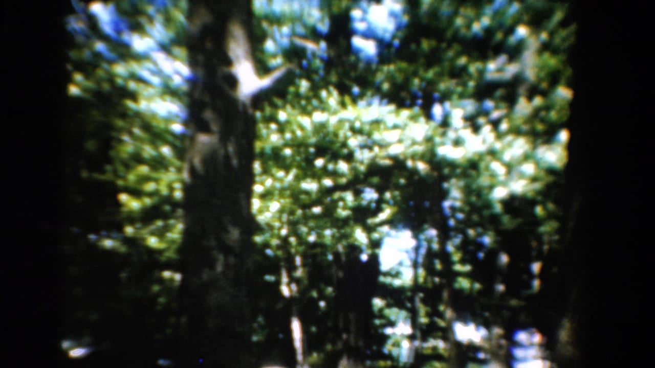 Sunlit forest canopy and tree trunks with dark shadows.