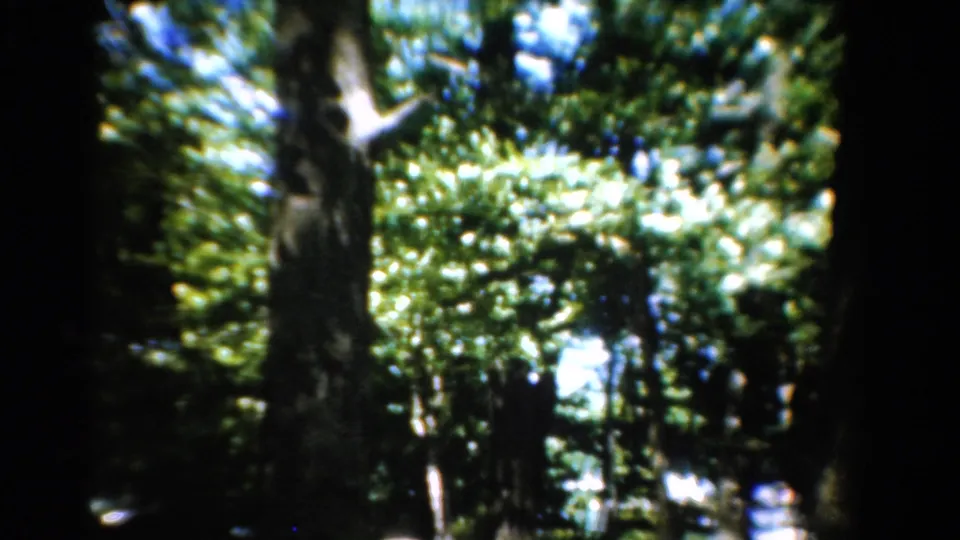 1954 California 8mm frame showing dense forest trees, bright canopy highlights, and deep shaded trunks.