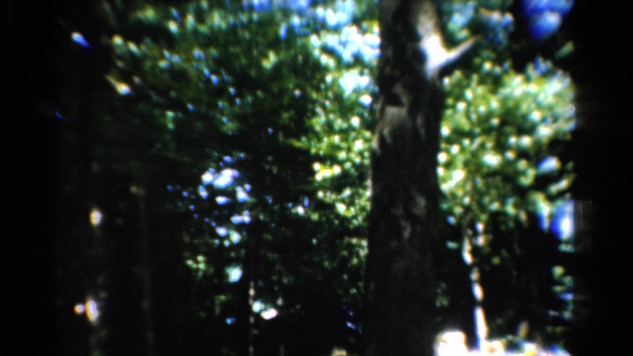 1954 California home-movie frame of shaded woods with tall trunks and bright green foliage overhead.