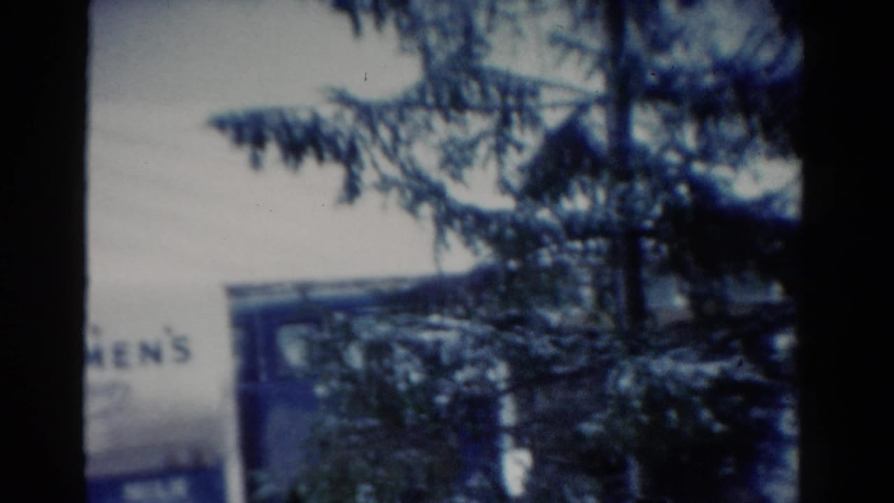 Partial dairy truck lettering seen behind evergreen branches and a tree trunk.