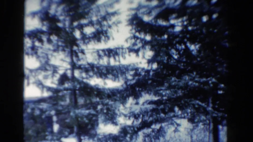 1954 Toledo frame with dense evergreen branches, a dark tree trunk, and only faint background detail visible.