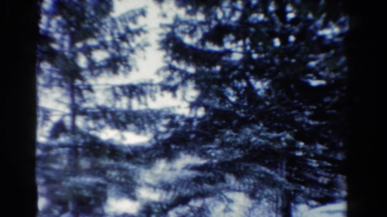 Snowy evergreen trees with dark trunks and blue-tinted winter light.