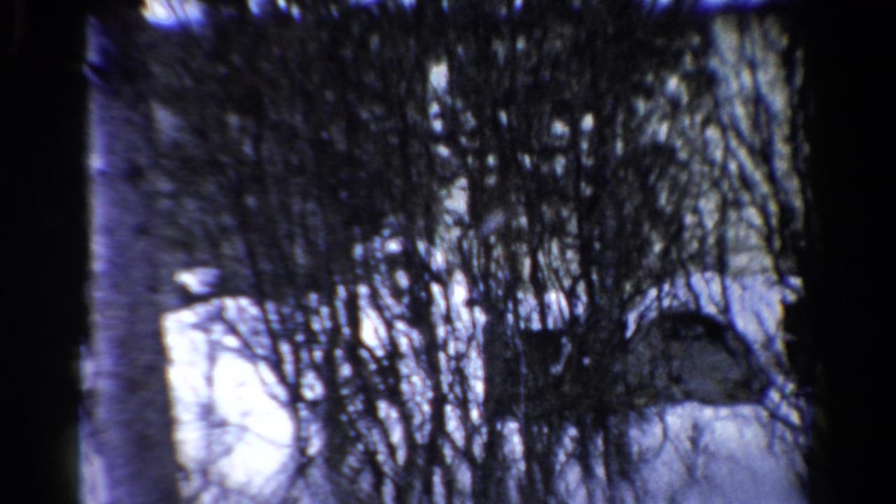 Snowy yard with bare branches, evergreens, and a pale building partly visible behind trees.