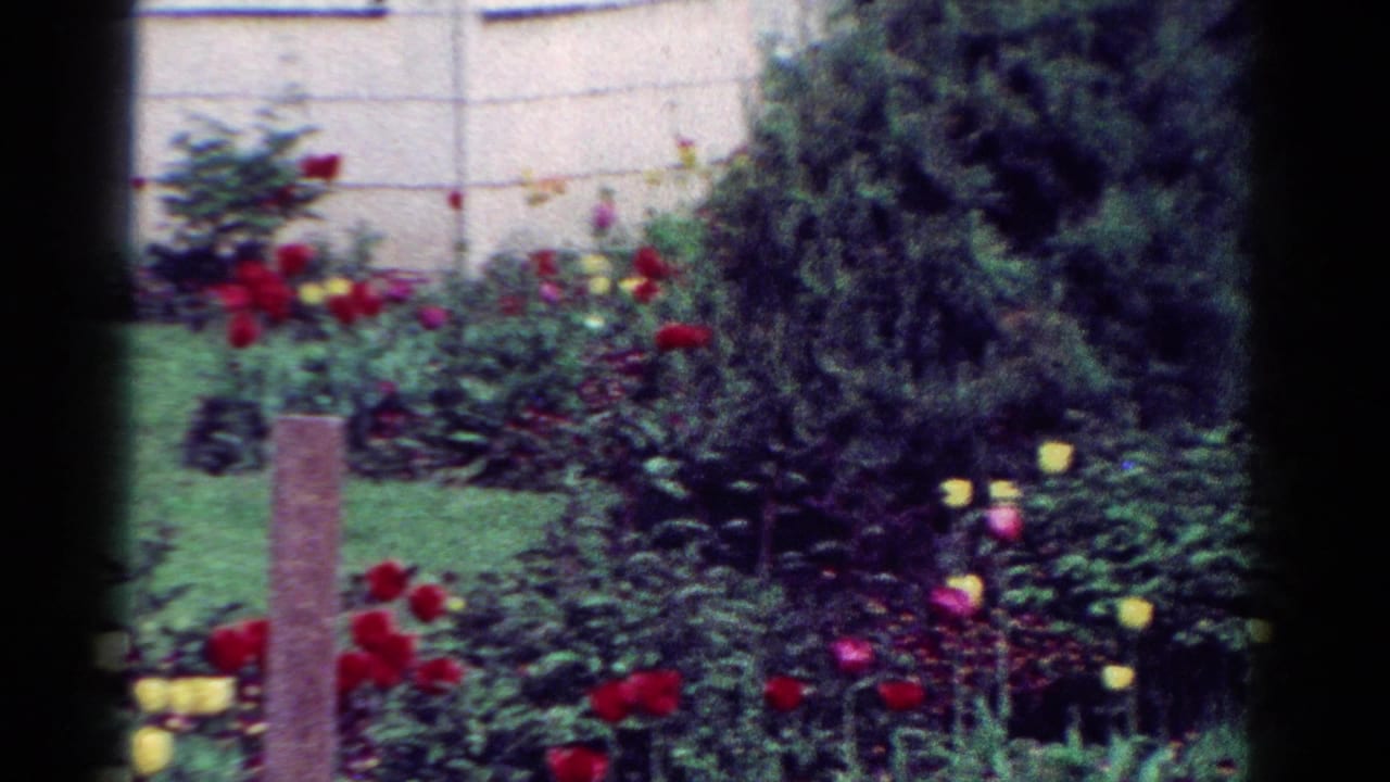1954 Toledo home-movie frame showing a cared-for garden with tulips, lawn, an evergreen shrub, and a light house wall.