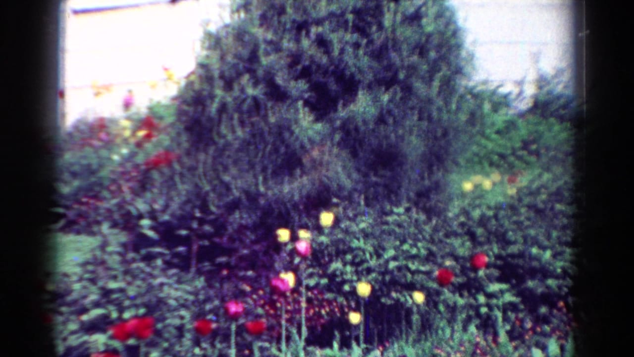 Flower bed with tulips and dense greenery in front of a pale exterior wall.