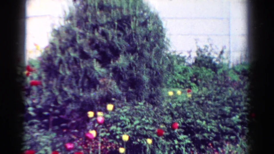 1954 Toledo home-movie frame centered on evergreen branches and tulips growing in a dense residential garden bed.