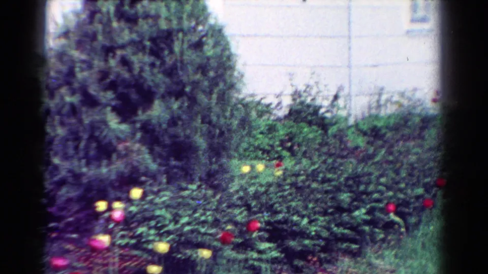 1954 Toledo frame showing an evergreen shrub above tulips and low greenery, with a pale residential wall in the background.