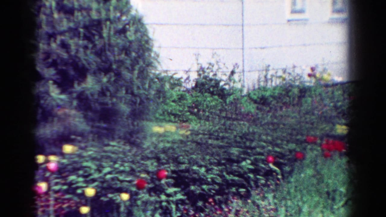 1954 Toledo home-movie frame showing a planted front yard with flowering shrubs and a pale residential exterior behind it.