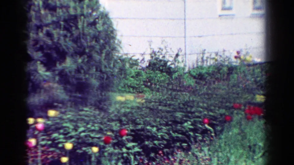 1954 Toledo home-movie frame showing a planted front yard with flowering shrubs and a pale residential exterior behind it.