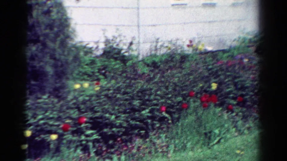 Handheld 1954 Toledo home-movie frame of a front yard with green shrubs, red flowers, grass, and the house wall beyond.