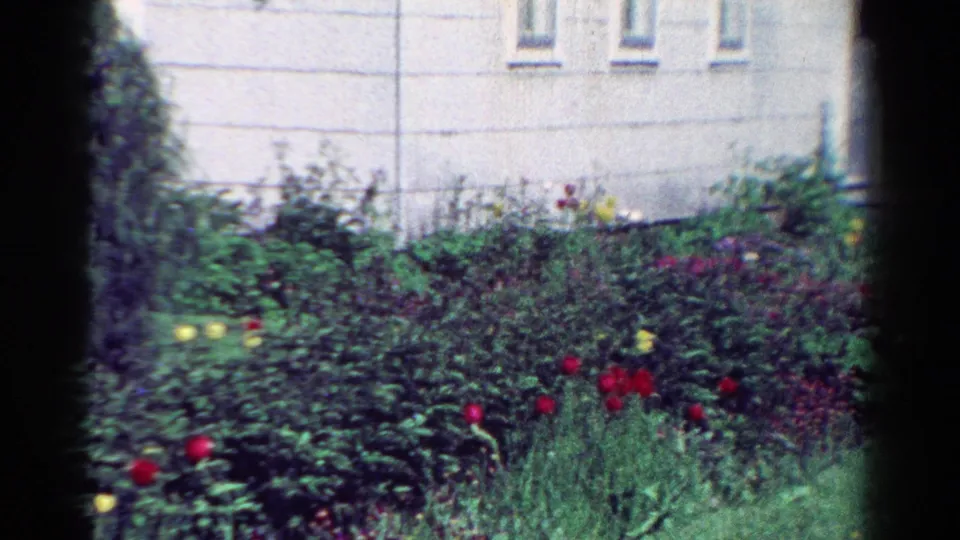 1954 Toledo residential garden frame showing flowering shrubs and grass below pale house walls and windows.