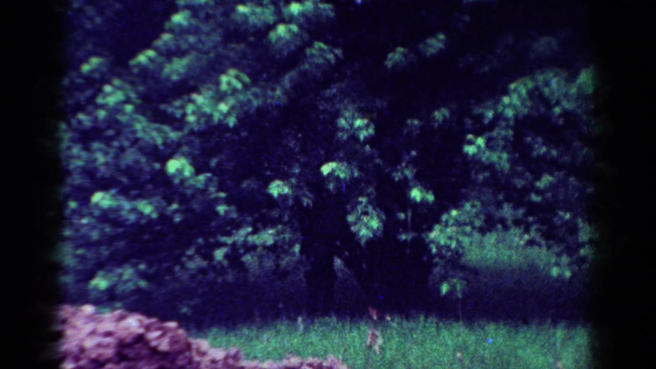 1954 Toledo home-movie frame showing a leafy tree or bush over grass, with pink flowers and strong purple-green film color shift.