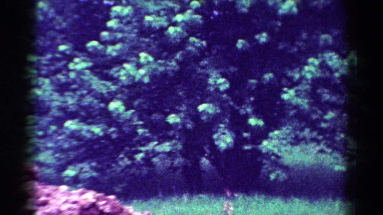 Color-shifted 8mm frame from the Toledo clip showing dense leafy bushes, pale blossoms, grass, and a dark trunk area.