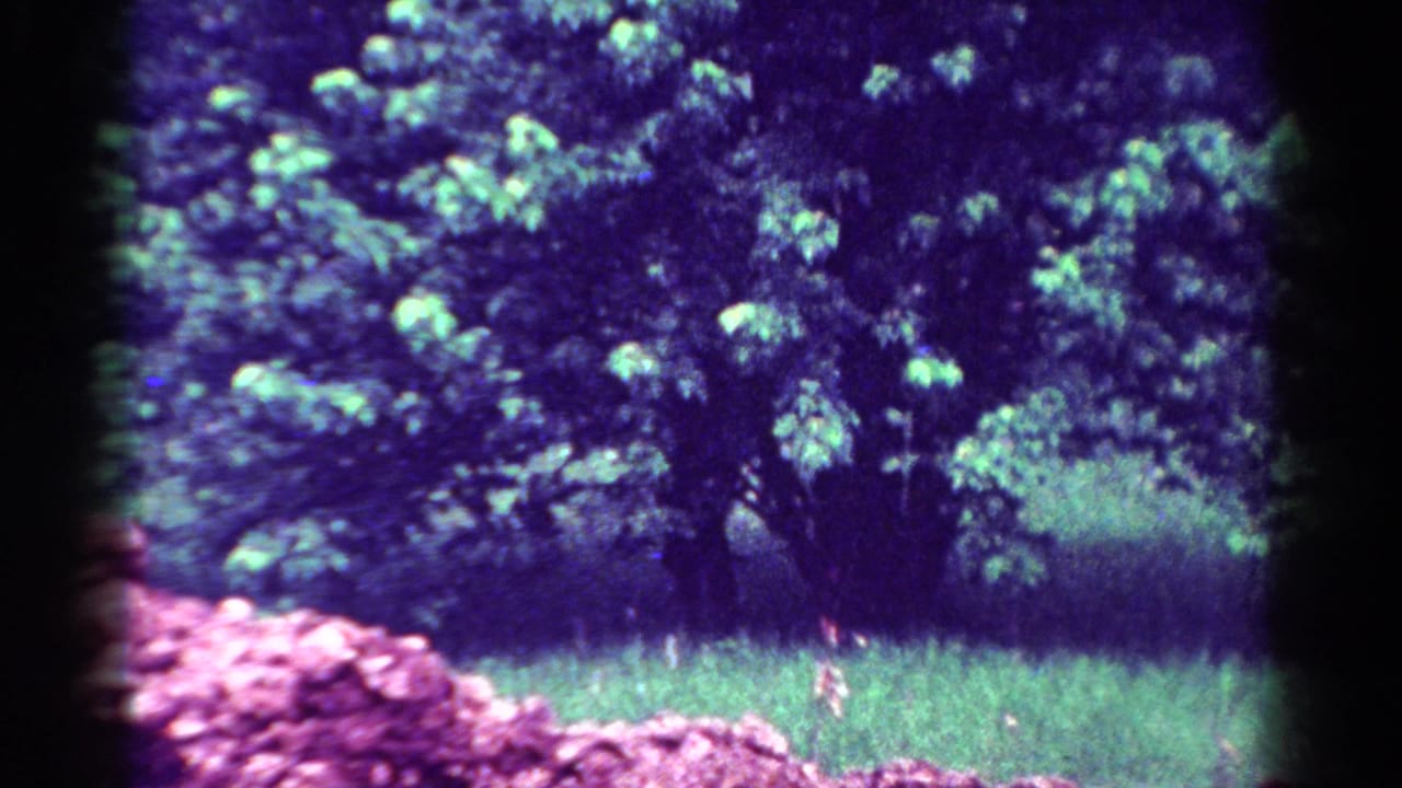 1954 Toledo 8mm frame showing a flowering bush, dark central trunk, grass, and pink foreground blooms with vintage color shift.
