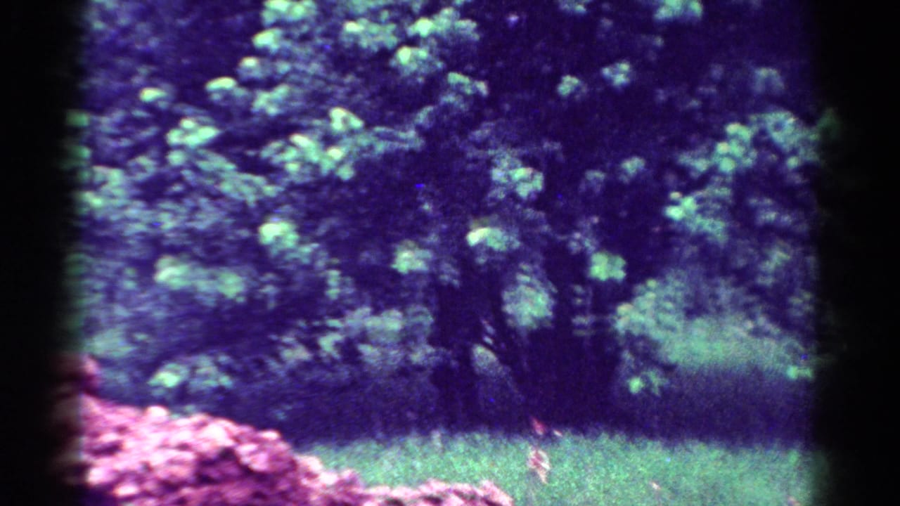 1954 Toledo home-movie frame showing a leafy yard with grass, flowering shrubs, soft focus, and strong purple-green color shift.