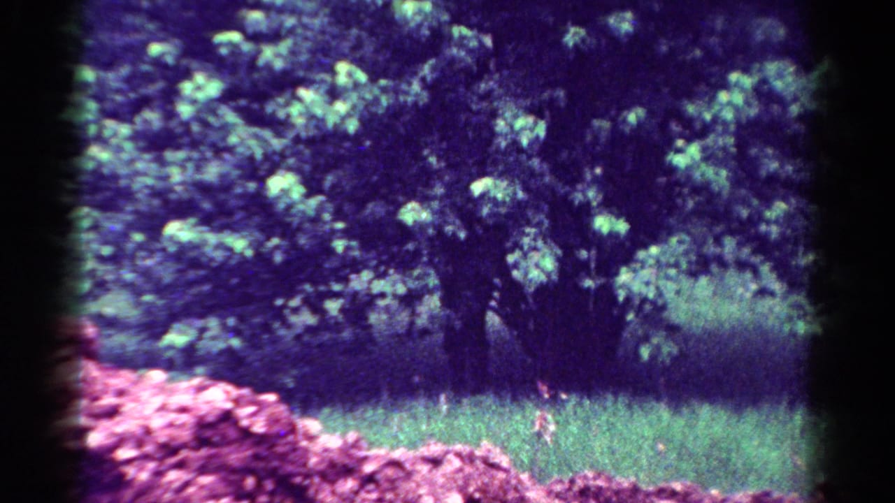 Leafy tree and grass in a shaky 8mm frame with pink shrubs at lower left.