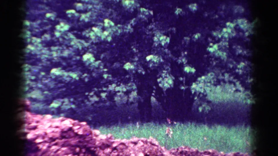 1954 Toledo 8mm frame with a broad leafy tree, shaded grass, pink shrubs, and heavy color shift from the home-movie scan.
