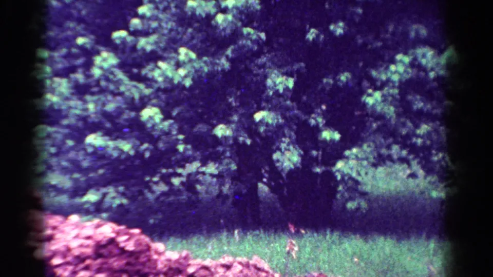 1954 Toledo home-movie still showing dense foliage over a grassy yard, with pink shrubs and dark borders from the 8mm frame.