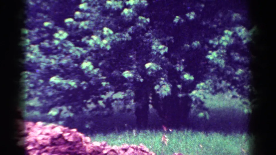 1954 Toledo 8mm frame with a leafy backyard tree, grass, shrubs, dark scan borders, and pronounced purple-green color shift.