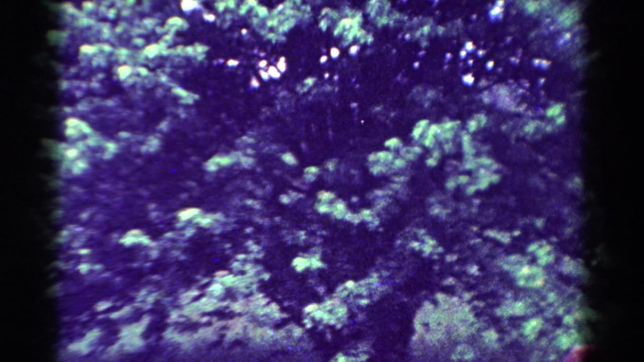 1954 Toledo 8mm frame showing a dense blue-green tree canopy with dappled light and dark shaded gaps.