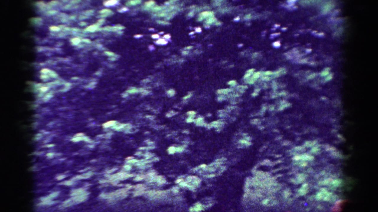 Soft blue-green leaves and branches against a dark background.