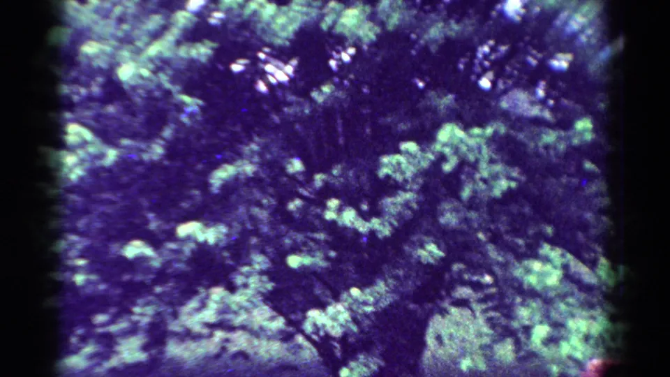 1954 Toledo 8mm frame showing close, tinted foliage with bright leaf clusters and shadowed depth.