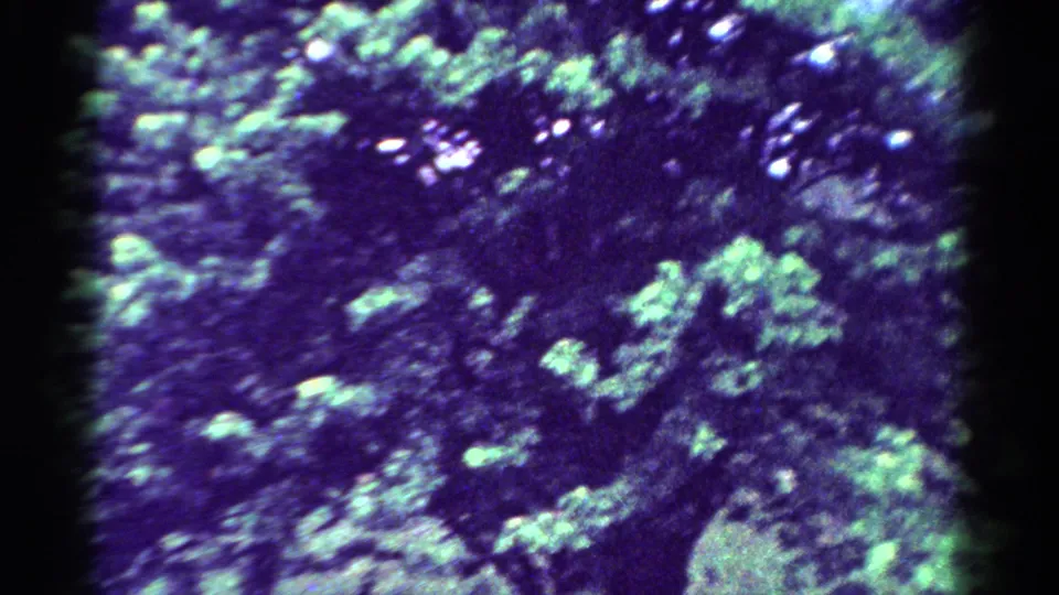 1954 Toledo home-movie frame of a tree canopy with blue cast, green highlights, and dark spaces between leaves.