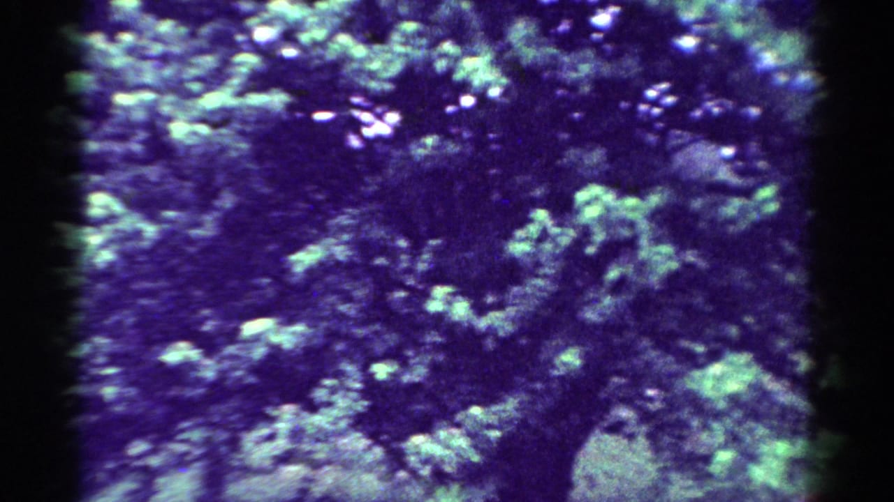 Mature tree canopy and trunk seen through grainy purple-green 8mm film.