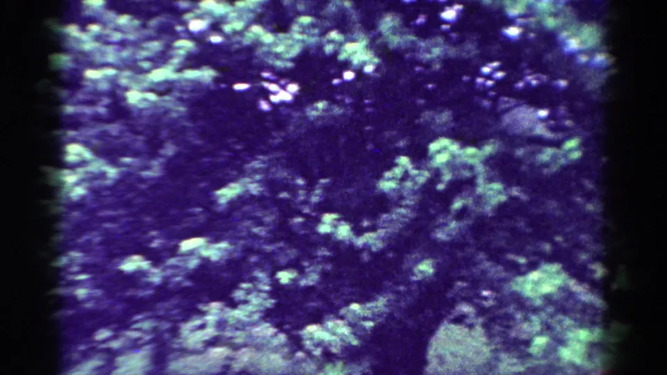 1954 Toledo 8mm frame showing a mature tree with dense leaves, soft focus, grain, and a strong purple-green color shift.