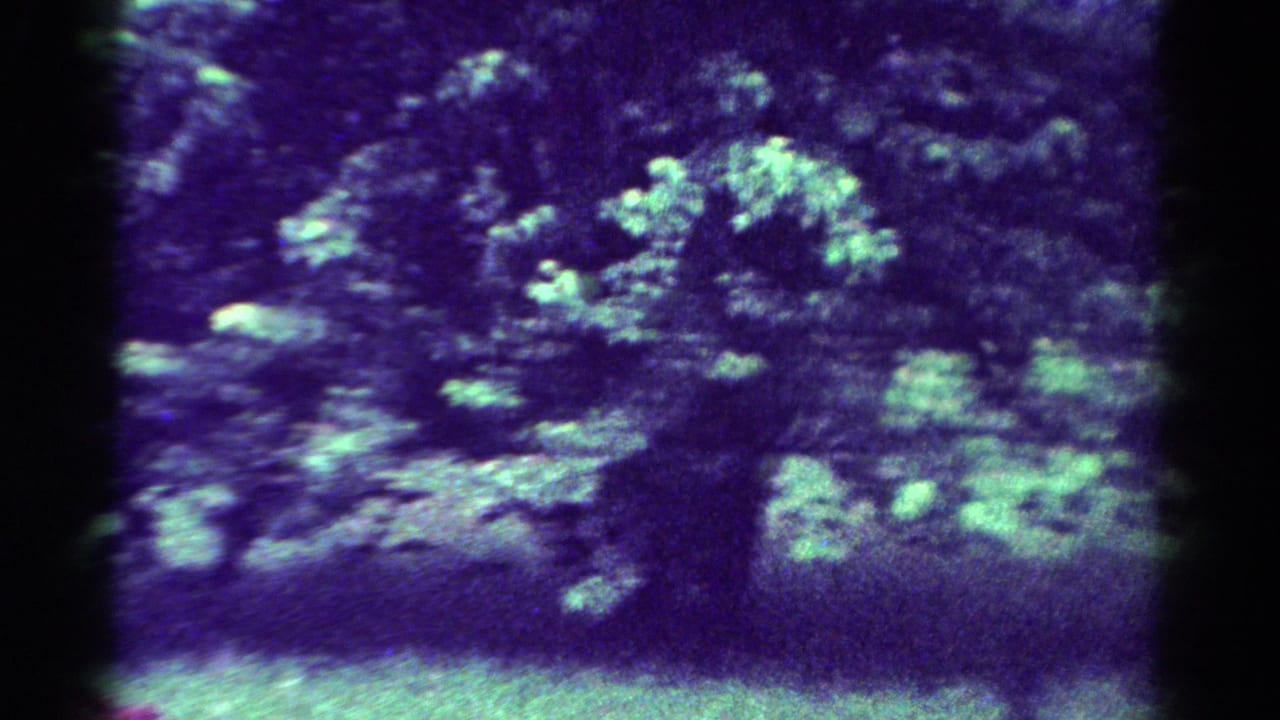 Leafy tree and shaded ground with visible grain and purple-green color cast.
