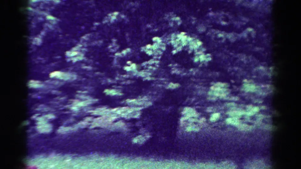 1954 Toledo 8mm frame of a mature tree in wind, with foliage, shaded ground, rounded edges, and aged-film color shift.