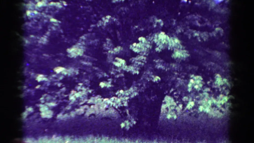 1954 Toledo home-movie frame showing the tree trunk centered below dense foliage, with visible grain and purple-green aging colors.