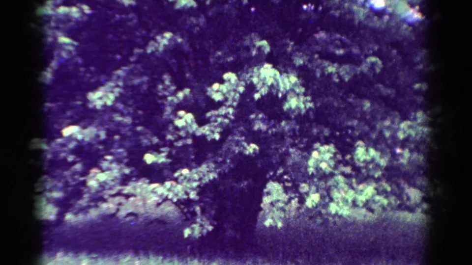 1954 Toledo 8mm frame of a mature tree under dense foliage, with wind-softened leaves and strong purple-green color shift.