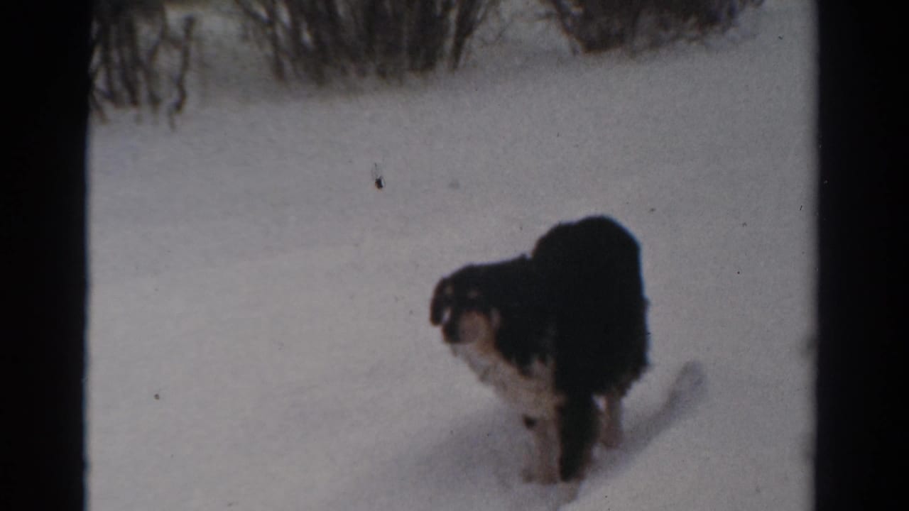 1954 Toledo winter frame with a black and white dog pausing on snow beside leafless shrubs in soft 8mm color.