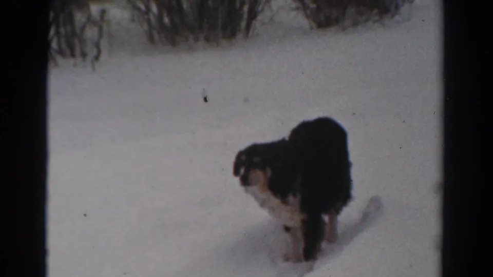 1954 Toledo winter frame with a black and white dog pausing on snow beside leafless shrubs in soft 8mm color.