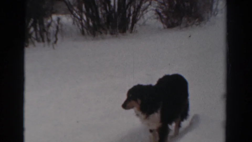 1954 Toledo home-movie frame showing a black and white dog moving steadily across a snowy yard with winter shrubs behind.