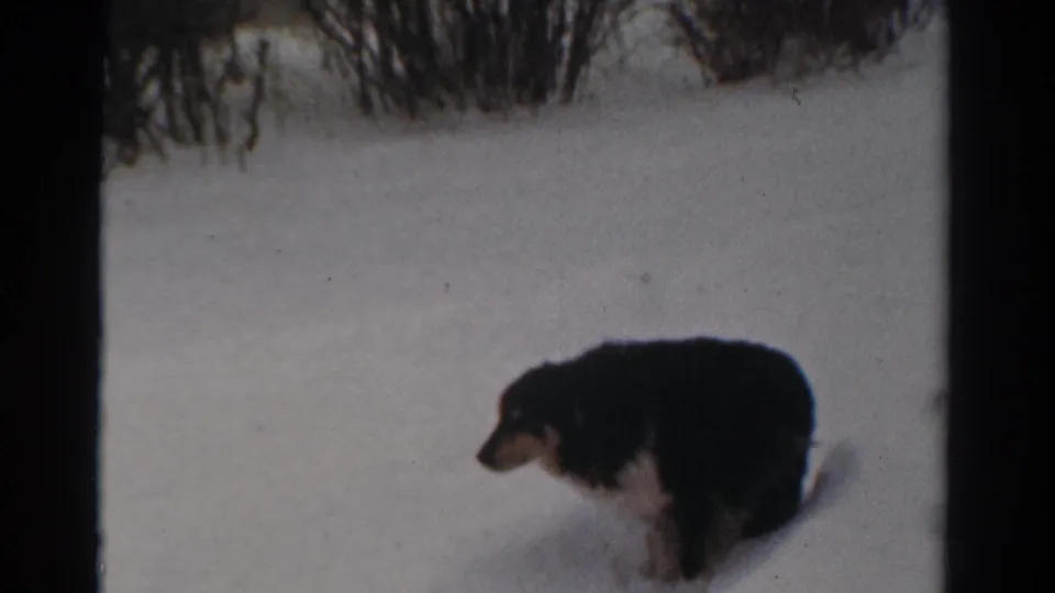 1954 Toledo winter frame of a black and white dog crossing open snow, with bare shrubs and soft shadows in the background.
