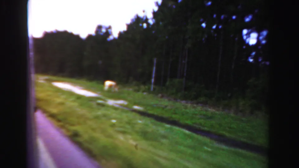 The moving-car view shows a grassy roadside, tree line, dirt track, and a pale animal or object in the distance in 1955 Dade County footage.