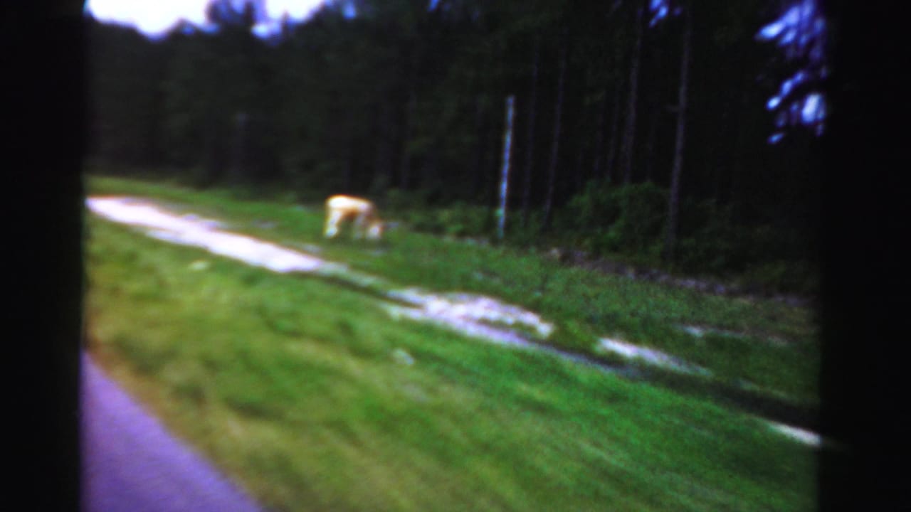 Grassy roadside with a light-colored cow near a dirt path and trees.