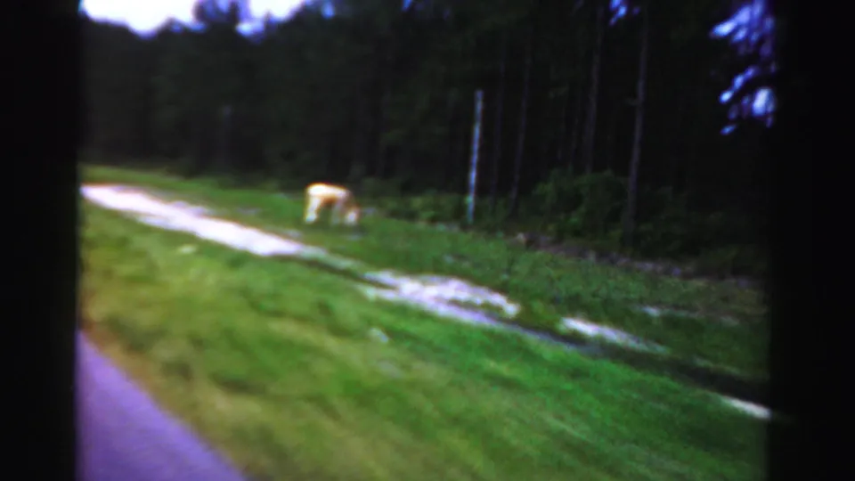 1955 Dade County roadside view from inside a moving car, with a light-colored cow grazing beside a dirt track and tree line.
