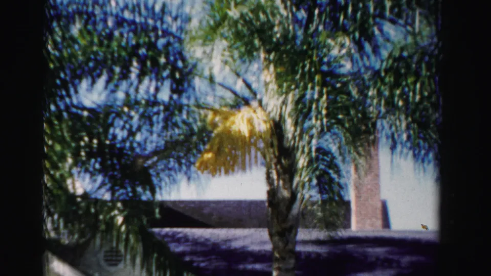1955 Dade County exterior frame showing dense palm fronds, a tall trunk, chimney, roof edge, and part of a white stucco house.