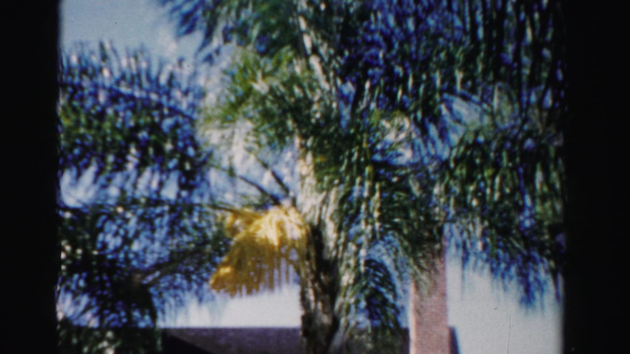 Palm fronds against blue sky above the roofline of a house.