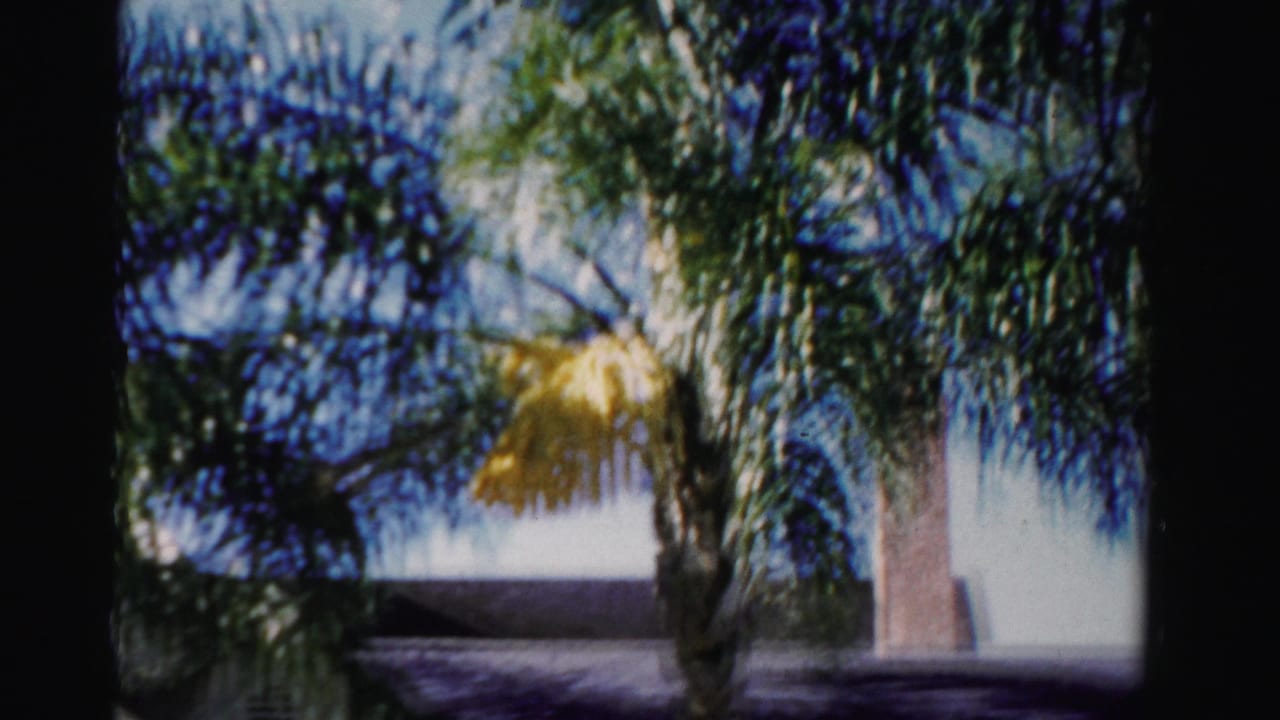Palm tree and roofline with a chimney behind the fronds.