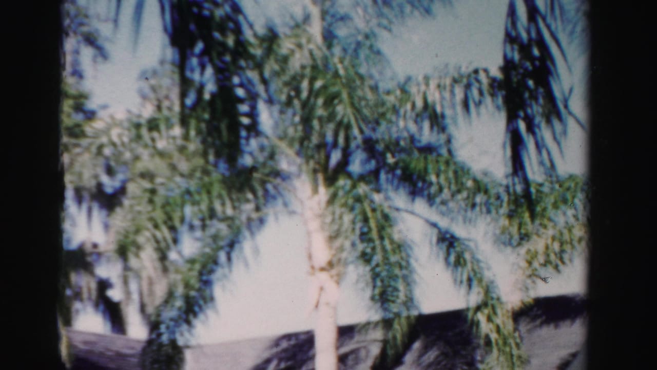 Palm fronds above the roofline of a light-colored house in bright sun.