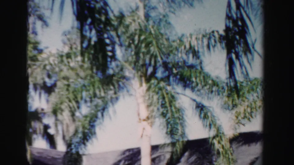 1955 Dade County 8mm frame showing tall palm trees over a pale single-story house with a dark roof.